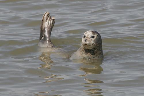 Borkum Ferienwohnung Steife Brise - Erleben Sie Borkum