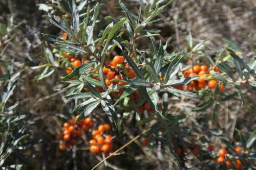 Borkum Ferienwohnung Sanddorn-Koje